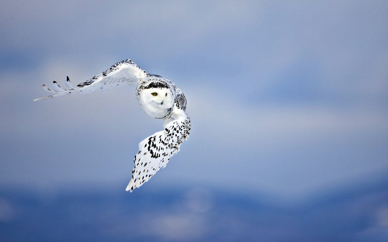 1080P, Snowy Owl, Birds