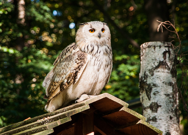owl, tree, feather, 2K, outdoors, bird, focus on foreground, animals in the wild, snowy owl, plumage, animals, wood - material, forest, plant, wild bird