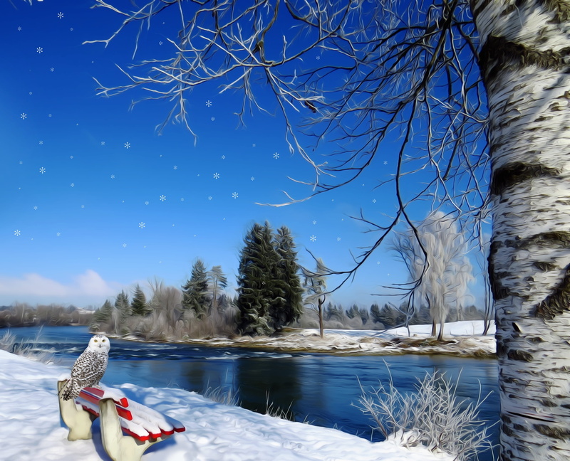 owl, birch trunk, seasons, blue, bird, bare tree, 2K, winter magic, day, outdoors, snowy, plant, tranquility, nature, frozen, sky, red, land, cold temperature