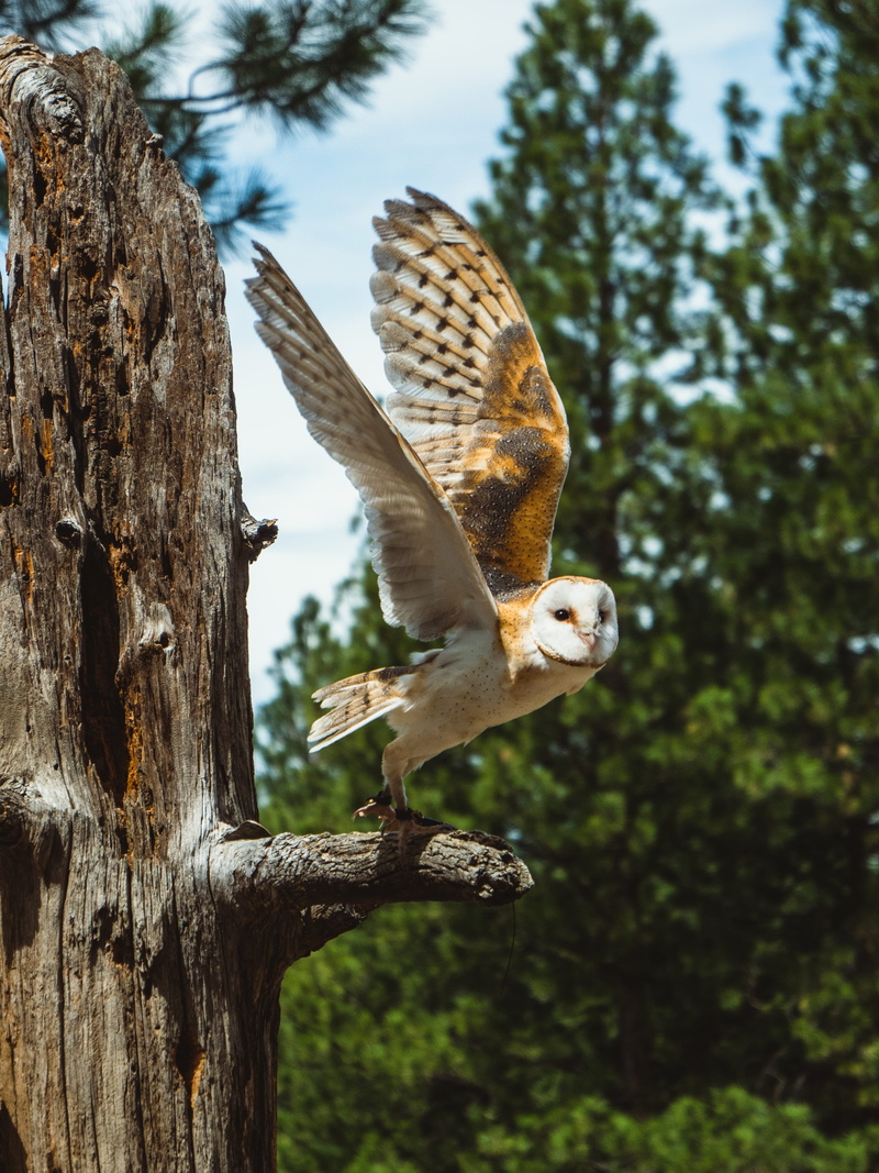 taking flight, snowy owl, white, perching, oregon, tawny, hawk - Bird, brown, animals In The Wild, branch, one Animal, flying, 4K, spread, wildlife, nature