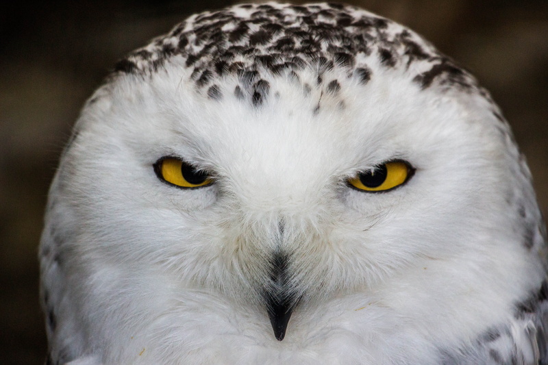 feather, close, one animal, animals in the wild, looking at camera, beauty, portrait, snowy, eagle, outdoors, bird, no people, potter, up, animal, beautiful