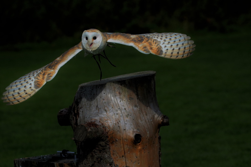 night, flight, owl, log, wood, day, outdoors, barn owl, prey, beak, land, animals in the wild, eye, animal, wood - material, barn, hunt, plant, close-up