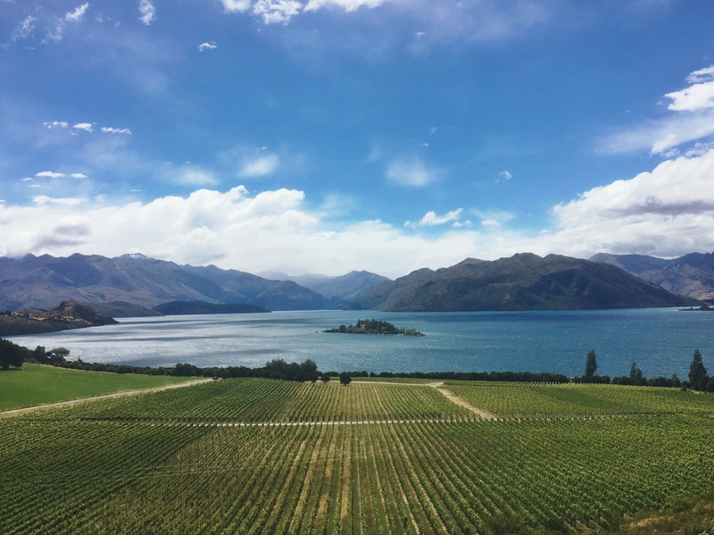 2K, clouds, grass, vineyard, landscape, land, lake wanaka, sun, lake, wanaka, green color, tranquil scene, rural scene, day, environment, wine, nature