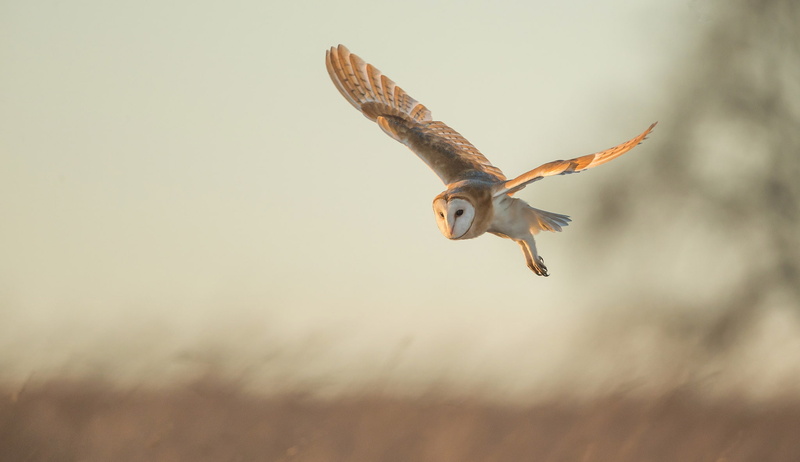 1080P, bird, Common barn owl, owl, flight