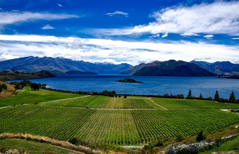 country, tranquil scene, winemaking, rural scene, near, scenics - nature, new zealand, green color, clouds, vines, nature, beauty in nature, lake, outdoors
