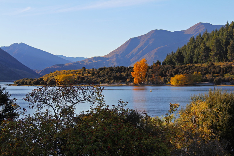 wanaka, blue, no people, beauty, land, pine tree, 2K, reflection, autumn, new zealand, coniferous tree, lake wanaka, beautiful, tranquility, landscape