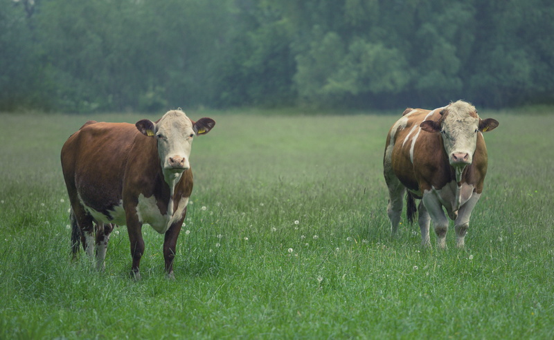 day, 4K, bull, cattle, no people, grass, agriculture, beef, imposing, pets, spotted, pasture, snout, farm, giant trevally, domestic cattle, animal, domestic
