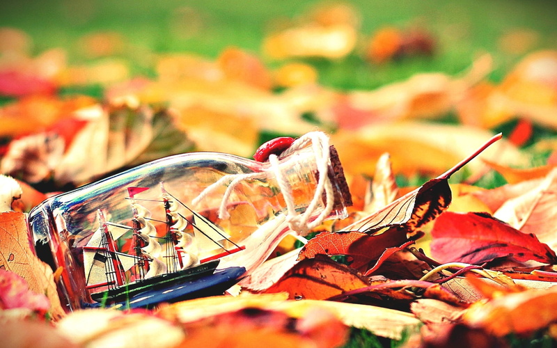 imposible, plant, bottle, clear, orange color, leaf, day, close-up, plant part, selective focus, fullscreen, glass, change, freshness, full screen