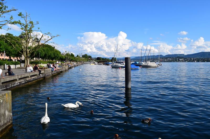 animal themes, day, zurich lake, nautical vessel, tree, plant, nature, water, mode of transportation, animal wildlife, outdoors, animal, lake, swans, group of animals