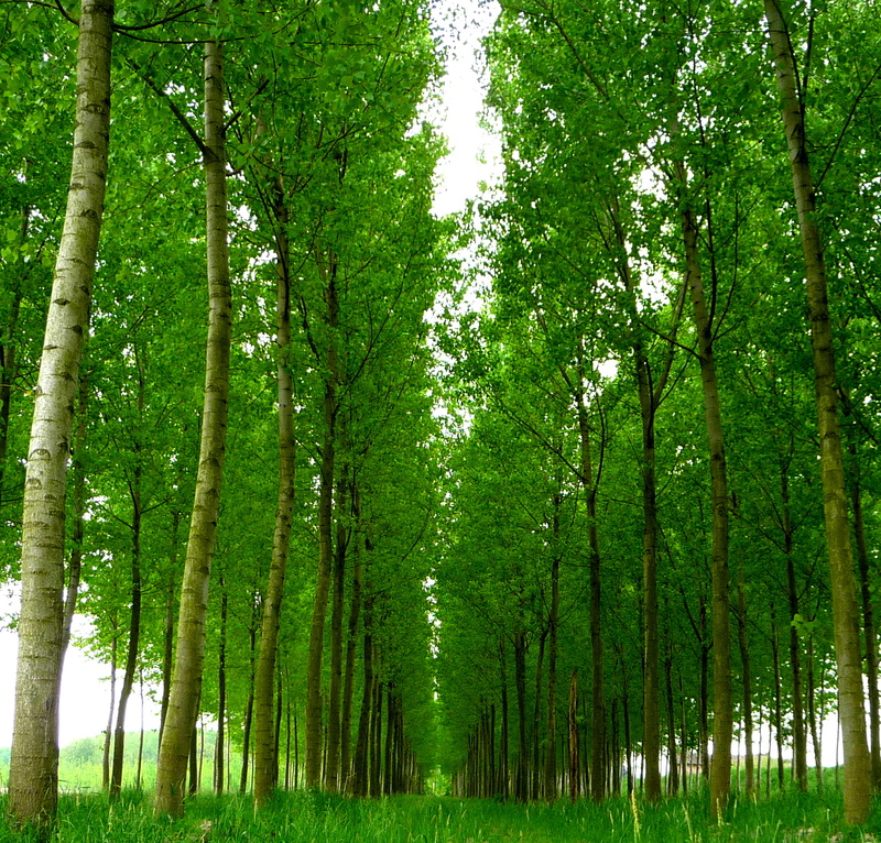 photo, summer, blue, tree, 2K, woodland, outdoors, green, green Color, forest, poplars, fuga, di, sky, Punto, nature, blue sky, leaf, pioppi, trees, landscape