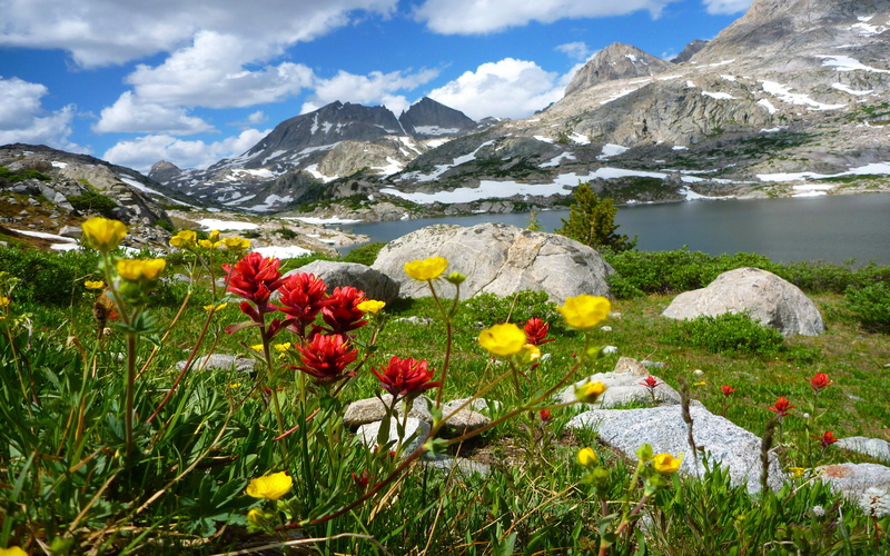 cloud - sky, 4K, flowers, grass, day, flowering plant, landscape, beauty in nature, no people, nature, white, spring, snow, mountain, environment, snowcapped mountain