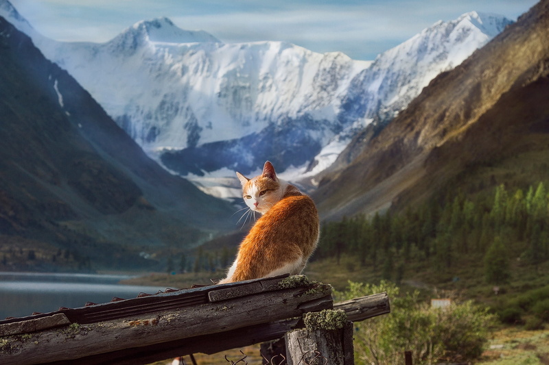 landscape, cat, snow, mountains, Tamara Andreeva, Altay, nature, animal, 1080P