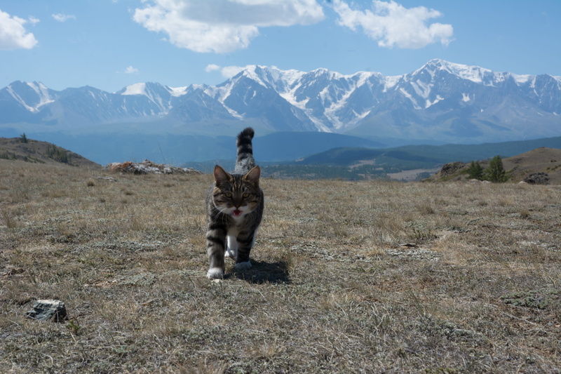 nature, beauty in nature, summer, canine, altai, environment, travel, mountain range, mountains, mountain, no people, animal themes, the north-chuyskiy ridge
