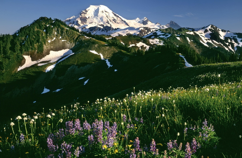 snow, National, Wildflowers, Nature, Mount, cold temperature, flower, mountain, Mountains, day, plant, scenics - nature, Snoqualmie, flowering plant, mountain peak