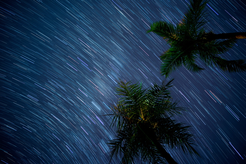 shower, nature, movement, scenics - nature, palm tree, tree, photography, tropical climate, low, palm leaf, long exposure, 5K, outdoors, coconut palm tree