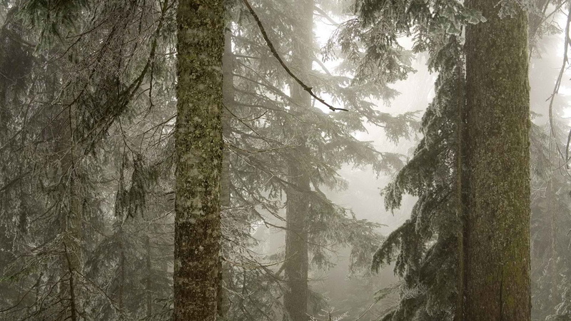 washington, trees, fog, ice, forests, national, 1080P, mount, baker