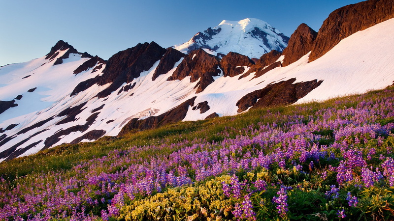lupine, washington, mount, landscapes, baker, 1080P