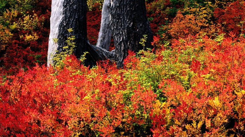 1080P, baker, washington, autumn, mount