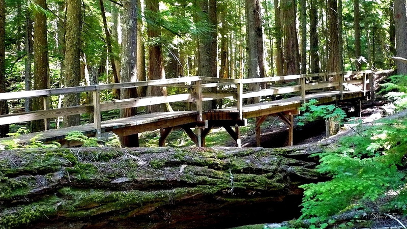 north, widescreen, cascade, bridge, green, woods, forest, washington, 3d and abstract, 1080P