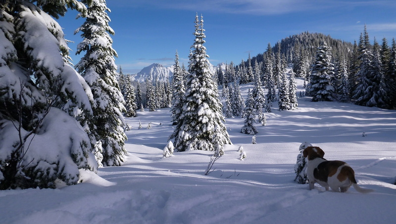British Columbia, Beagle, The cascade mountains, North Cascades, Canada, forest, mountains, ate, dog, 2K, snow, Cascade Range, Chilliwack, winter, trees