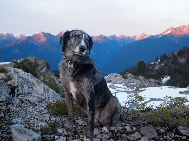 beauty in nature, 4K, canine, mountain peak, mixed breed, animal, one animal, pets, no people, mountain range, nature, cold temperature, formation, mutt