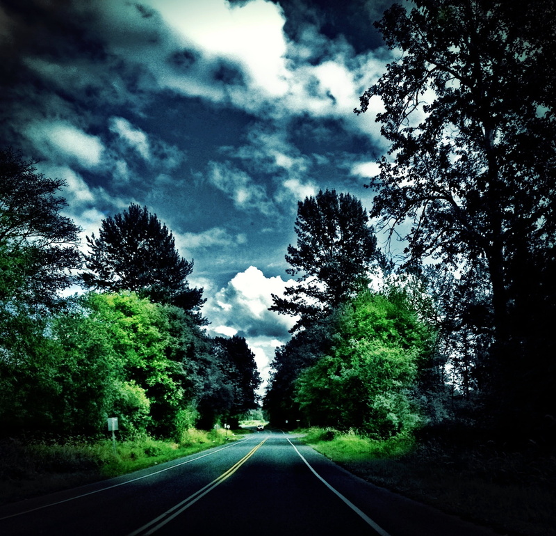 vanishing point, growth, outdoors, the way forward, tree, tranquility, dividing line, whatcom, 1080P, sign, long, symbol, diminishing perspective, road marking