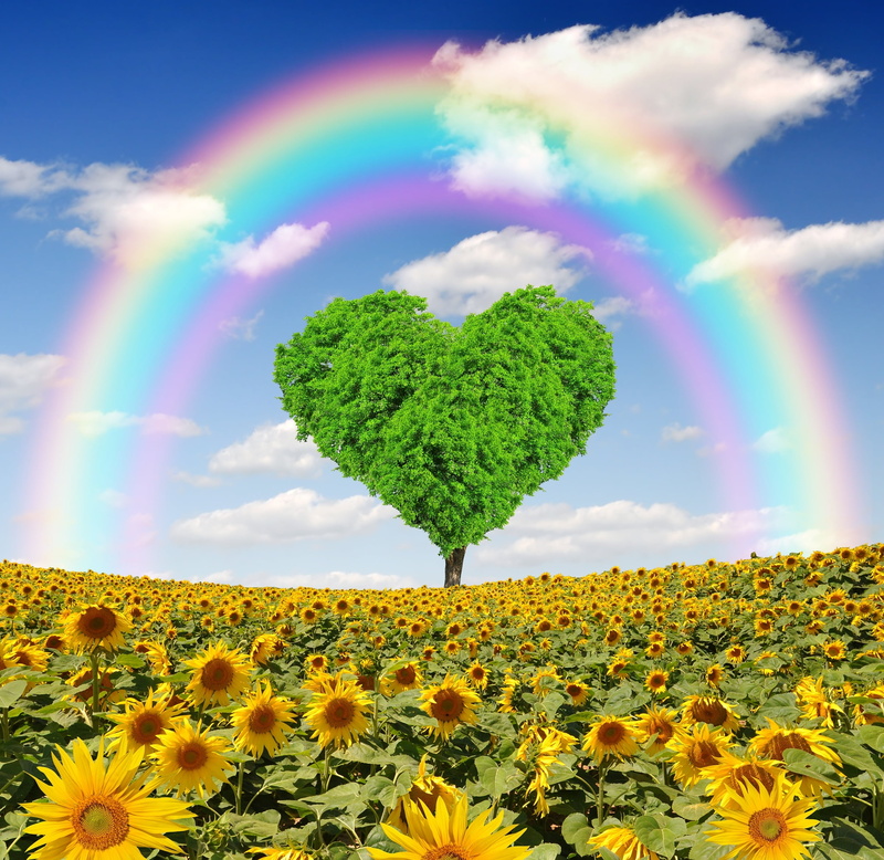scenics, love, vibrant Color, sky, day, tree, bright, tranquility, landscape, leaf, double rainbow, field, sunny, rainbow, flower, sun, blossom, cloud - Sky