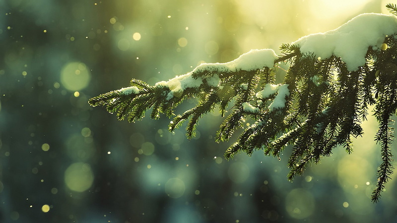 1080P, trees, snowy peak, winter, branch, snow