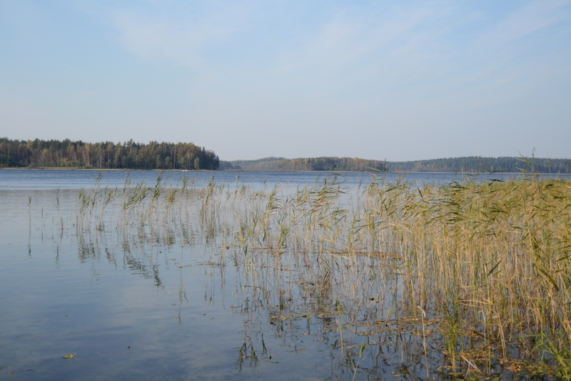 lake, beauty in nature, water, sky, growth, reflection, nature, reeds, non-urban scene, outdoors, landscape, plant, grass, beach, tranquility, day, tranquil scene