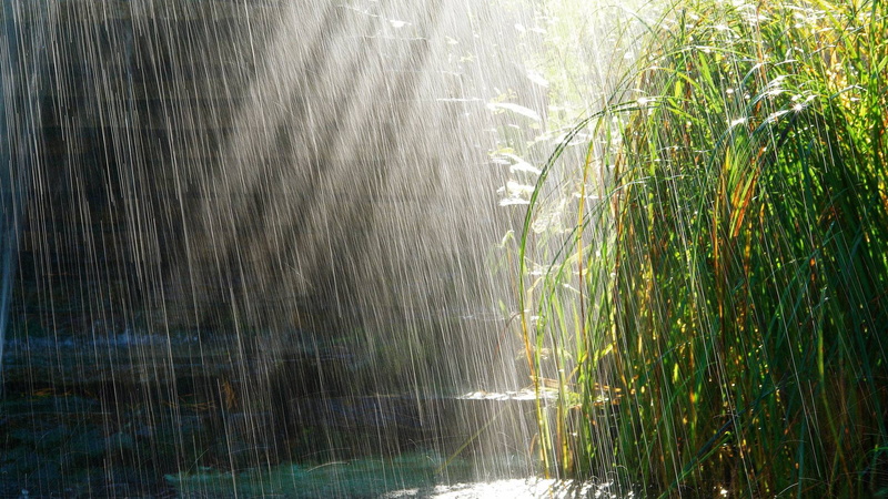 outdoors, rain, water, reeds, 1080P