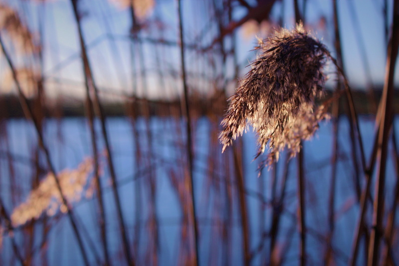 winter, brown, focus on foreground, 5K, no people, cold temperature, macro, nature, tranquility, dead plant, close-up, bare tree, low angle view, dried plant