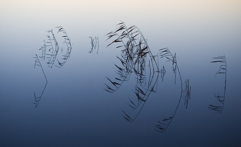 reeds, plants, 1080P, pond, photography, water