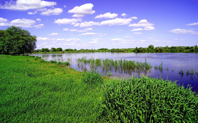 1080P, lake, outdoors, landscape, nature, reeds