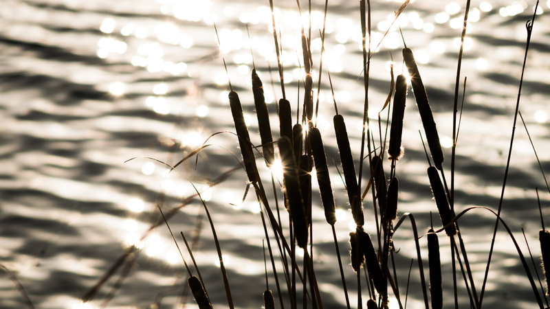 sky, growth, close-up, 4K, focus on foreground, agriculture, crop, cereal plant, stalk, tranquility, reeds, water, nature, outdoors, day, no people, land