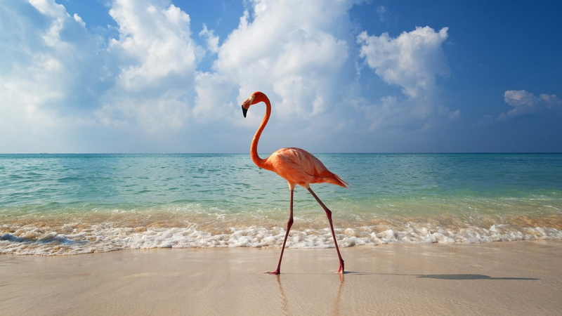 beach, scenics - nature, day, caribbean Sea, pink, blue, bird, sand, flamingo, travel Destinations, land, vertebrate, horizon, wildlife, 1080P, landscape
