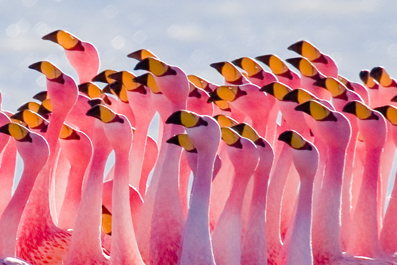 Water, flock, Bolivia, top 20, Jamess Flamingo, NGI, Phoenicopterus jamesi, National Geographic, Laguna Hedionda, NATURE, Landscape, WILDLIFE, Photographer