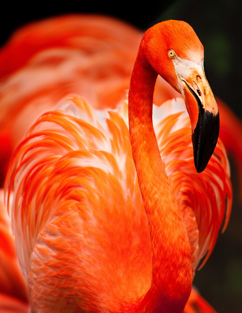 animal wildlife, animal neck, orange, focus on foreground, animal eye, feathers, animal head, vibrant color, one animal, flamingo, color, water, 4K, no people