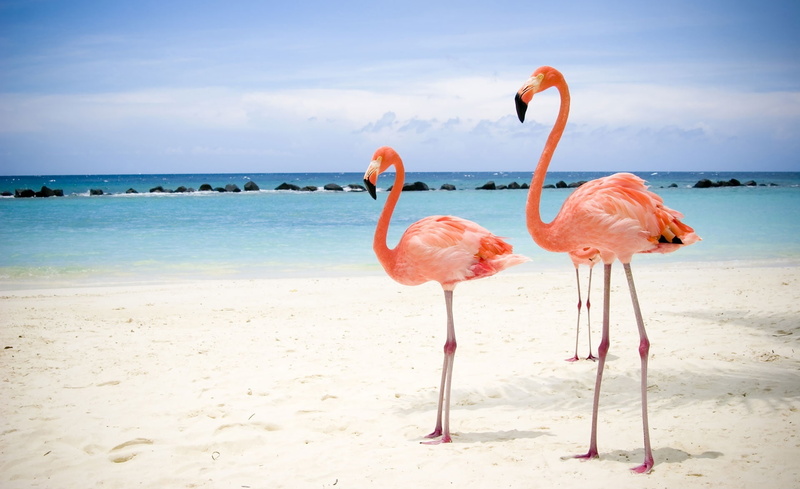 flamingoes, Flamingo, animals in the wild, beach, pink, group of animals, horizon over water, beauty in nature, no people, animal themes, sky, scenics - nature