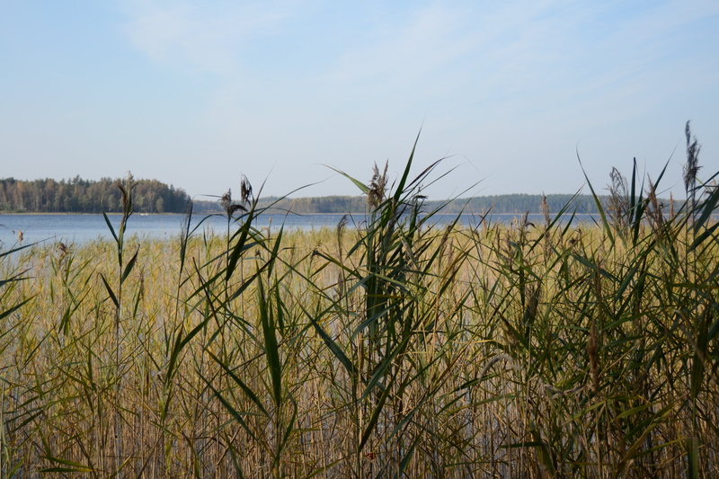 outdoors, scenics - nature, tree, 4K, sea, lake, beauty in nature, reeds, sky, timothy grass, land, water, nature, tranquility, grass, marram grass, growth