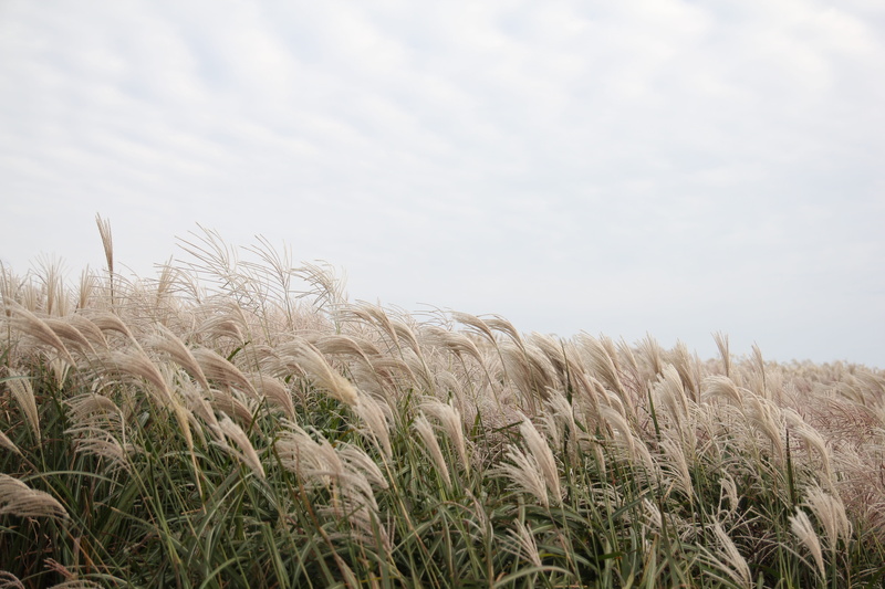 reed marsh, shallow, no people, silver pool, 5K, growth, sky, wheat, pool, rural scene, cloud, focus, tranquility, environment, tranquil scene, in autumn