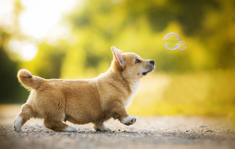 1080P, Dogs, Corgi, Puppy, Dog, Baby Animal, Depth Of Field, Pet