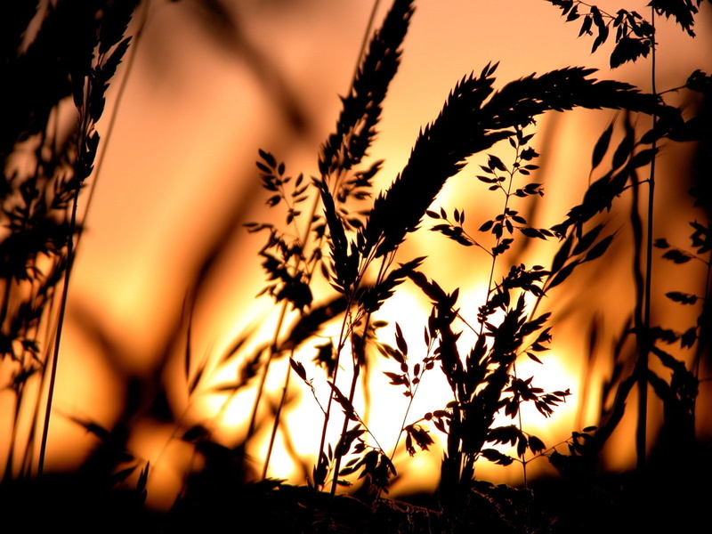 sunlight, plants, growth, outdoors, silhouette, no people, tranquil scene, beauty in nature, orange color, spikelets, close-up, 720P, sunset, tranquility