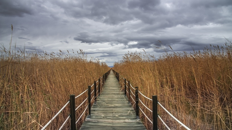 environment, the way forward, dock, sea, grass, long, boardwalk, non-urban scene, reed, 1080P, wood, fence, diminishing perspective, reed - Grass Family