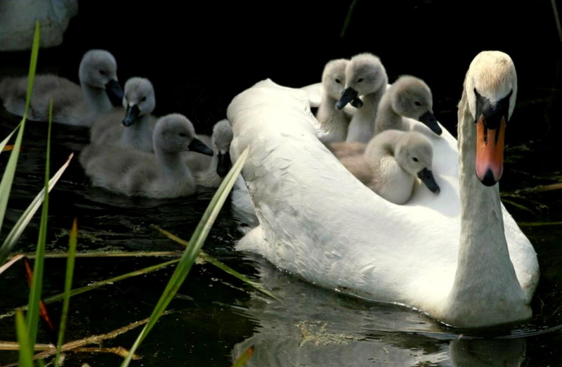 cignets, mother swan, majesty, animals, baby swans, water, afloat, 1080P, reeds, swan