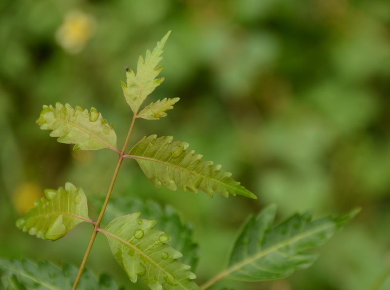 day, no people, nature, plant part, neem, Photography, focus on foreground, green color, plant stem, vulnerability, 4K, beauty in nature, tranquility