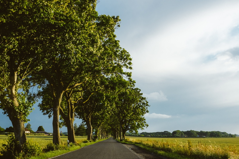 cloud - sky, ruegen, germany, nature, grass, treelined, beautiful, agriculture, landscape, colorful, no people, sun, tree, empty, green color, cobblestone