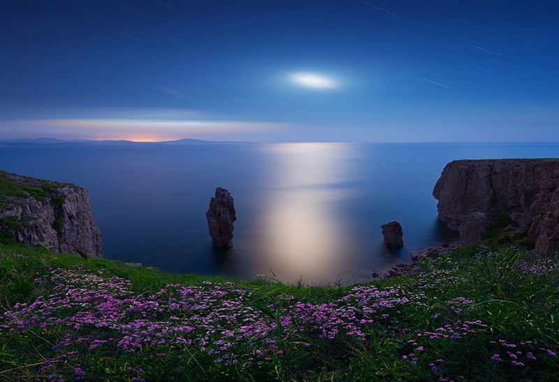 480P, long exposure, purple, flowering plant, flower, horizon, land, night, blue, rock, moonlight, coastline, environment, blurred motion, Moon, plant