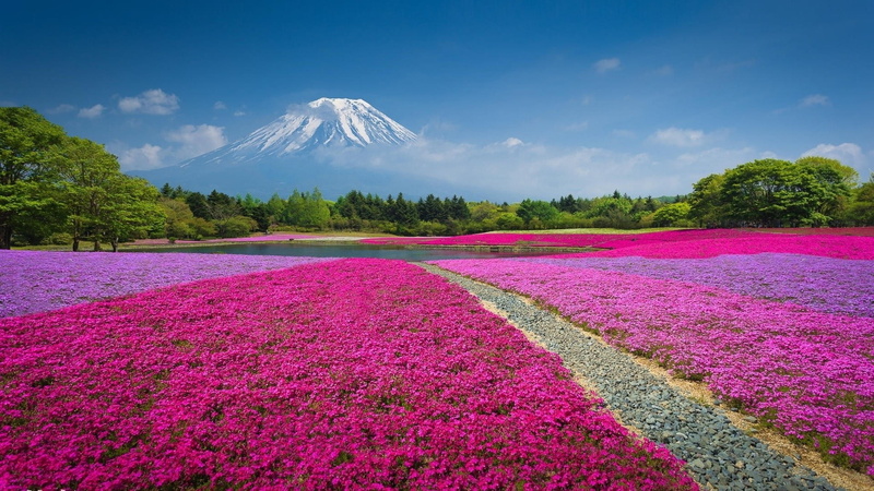 no people, pink color, rug, purple, area, mountains, day, flowering plant, flowerbed, outdoors, land, tree, environment, scenics - nature, flower, floral