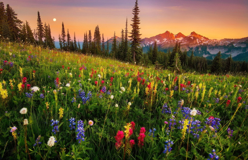 Flower, Grass, Mount Rainier, Landscape, Mountain, Earth, Meadow, Moonrise, 1080P