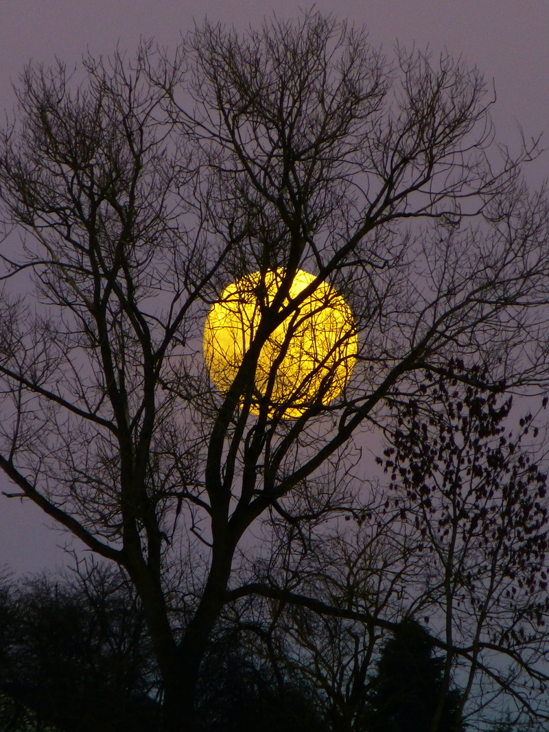 tranquility, dusk, nature, evening, beauty in nature, moonlight, 4K, full moon, silhouette, growth, outdoors, yellow, tree trunk, tree, no people, atmosphere